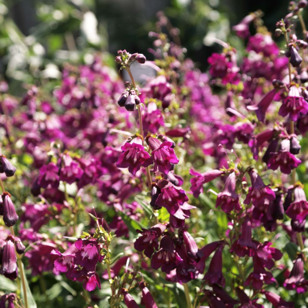 Penstemon Raven - Bartfaden