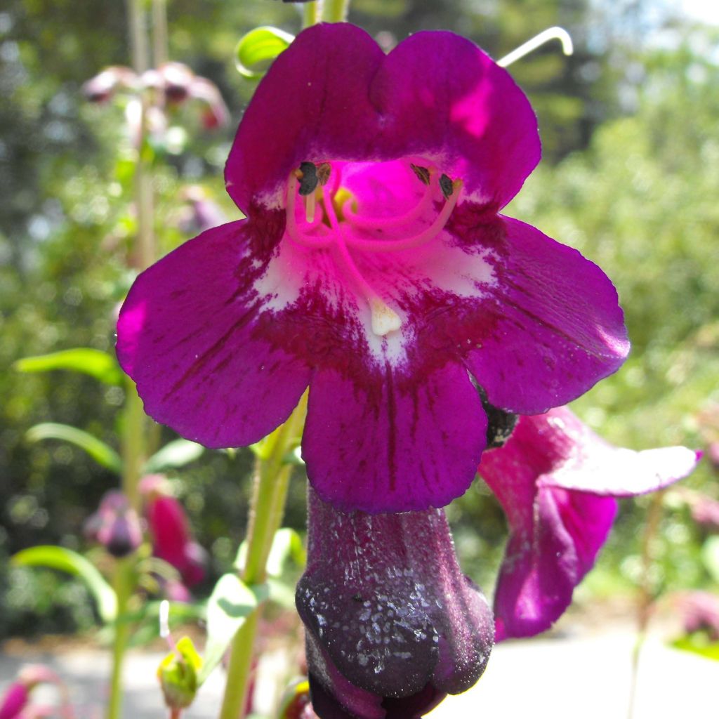 Penstemon Raven - Bartfaden