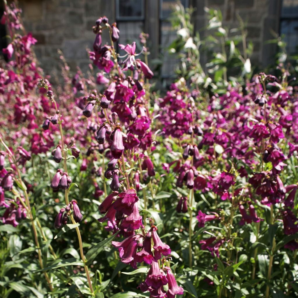 Penstemon Raven - Galane