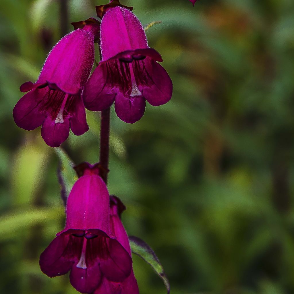 Penstemon Raven - Bartfaden