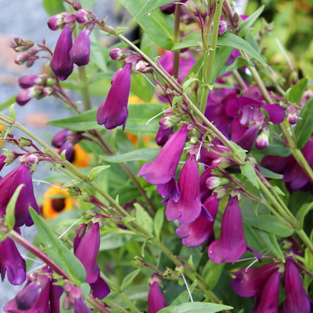 Penstemon Raven - Bartfaden