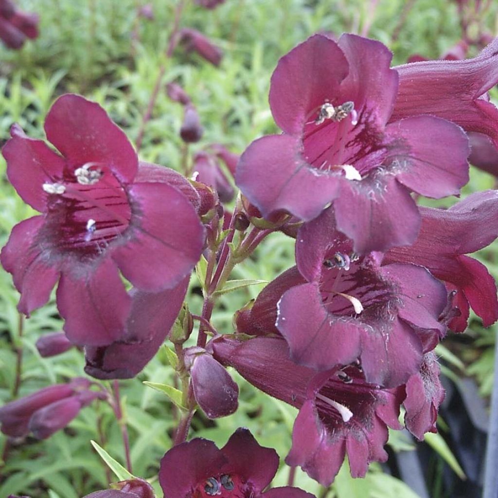 Penstemon Rich Ruby - Bartfaden