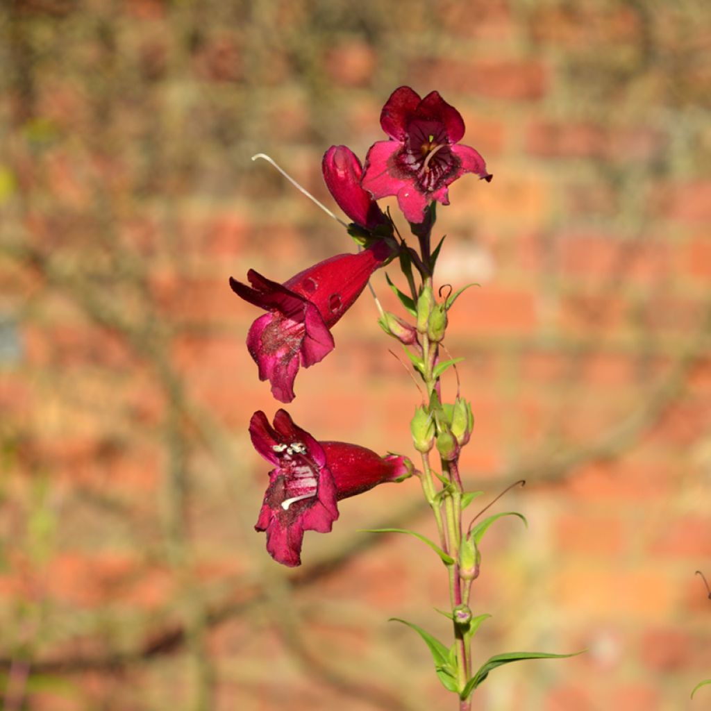 Penstemon Rich Ruby - Bartfaden