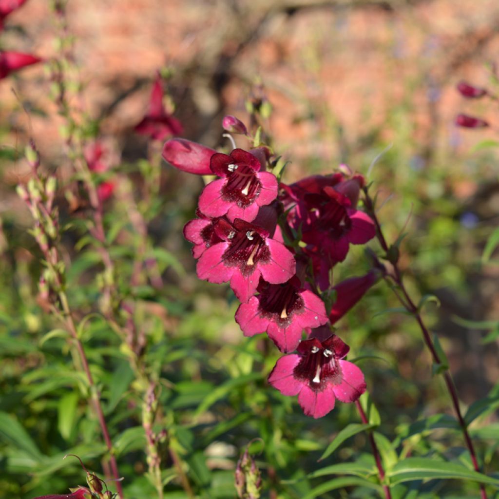 Penstemon Rich Ruby - Bartfaden