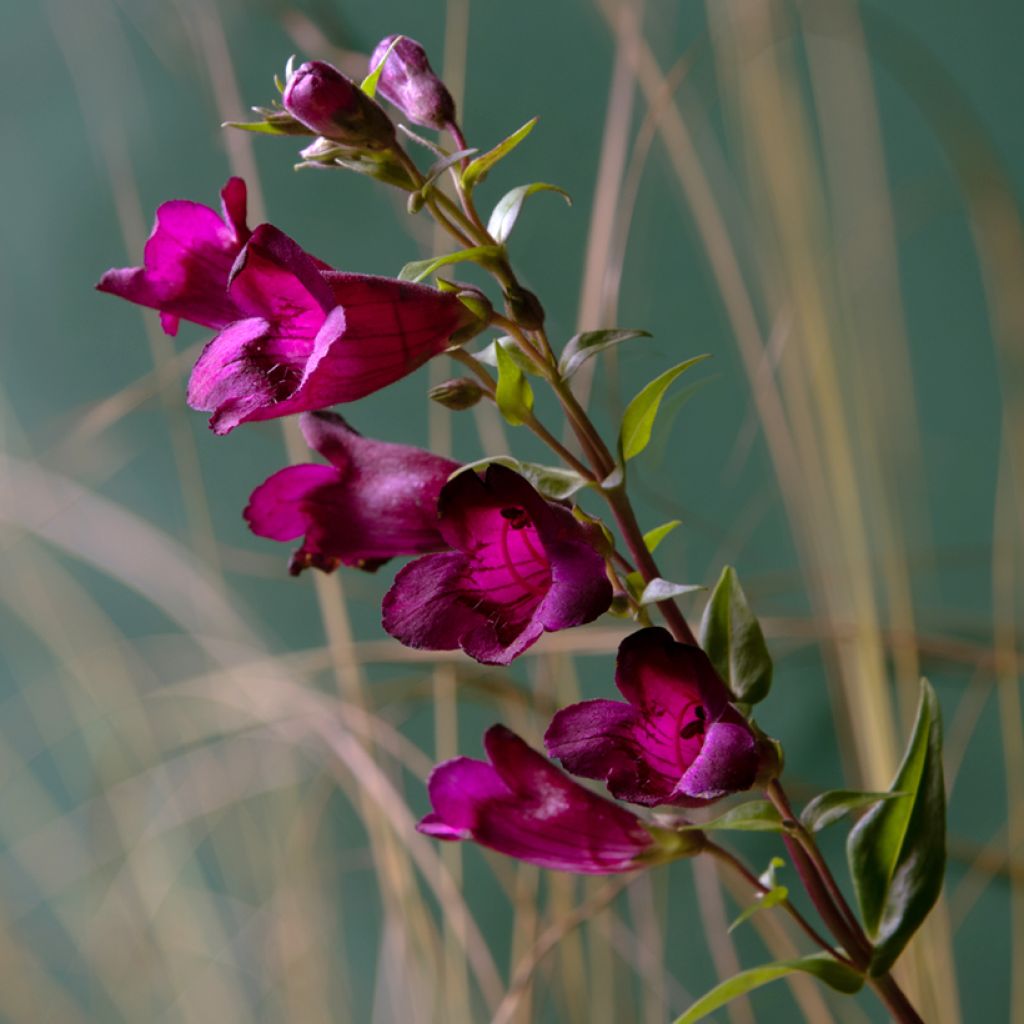 Penstemon Rich Ruby - Bartfaden