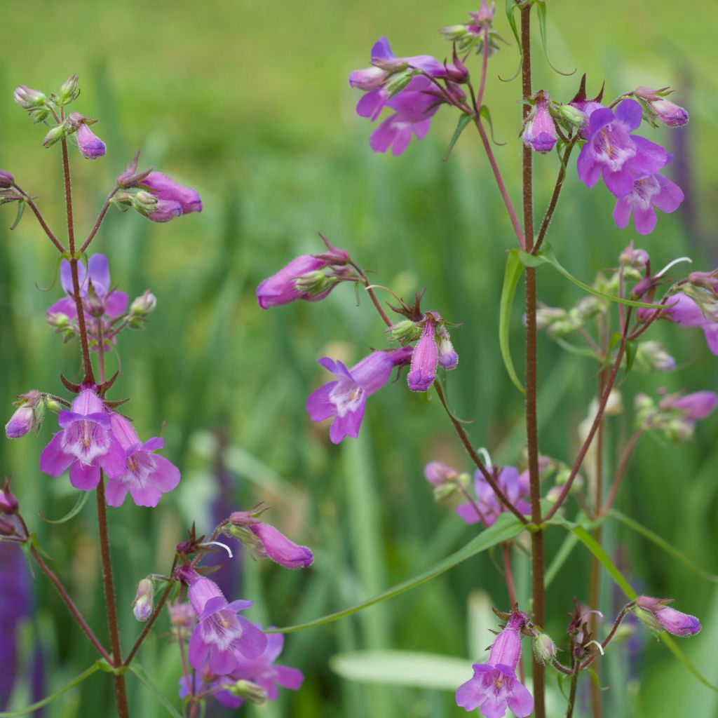 Penstemon Sour Grapes - Bartfaden