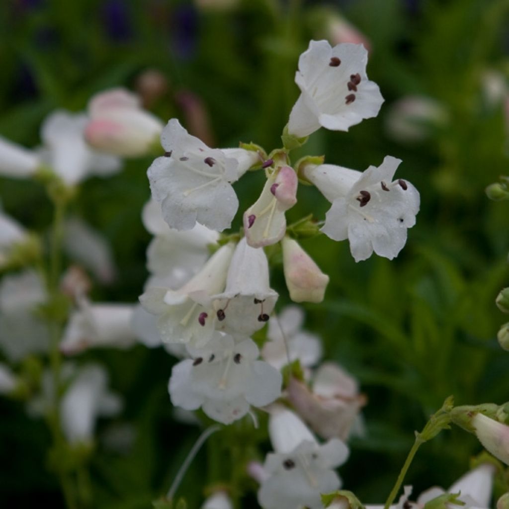 Penstemon White Bedder - Bartfaden