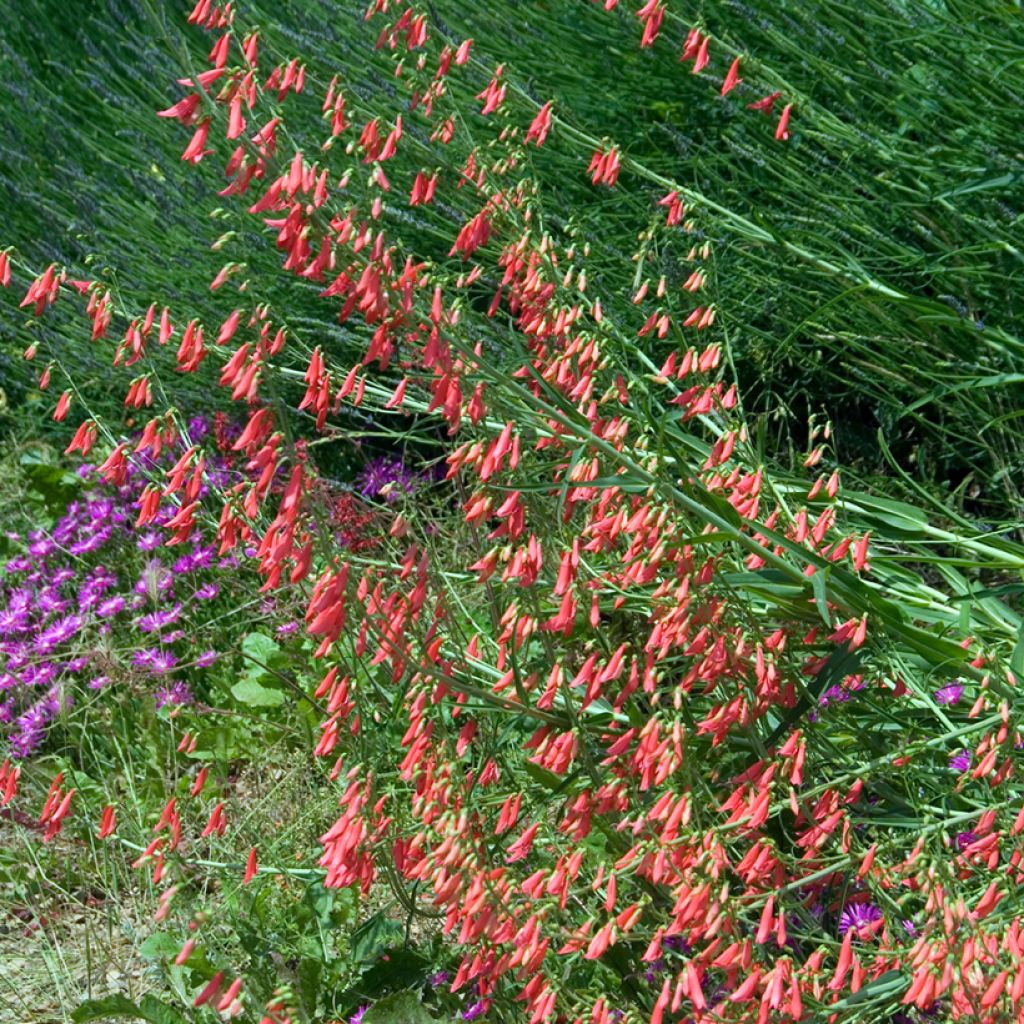 Penstemon barbatus Coccineus - Bartfaden