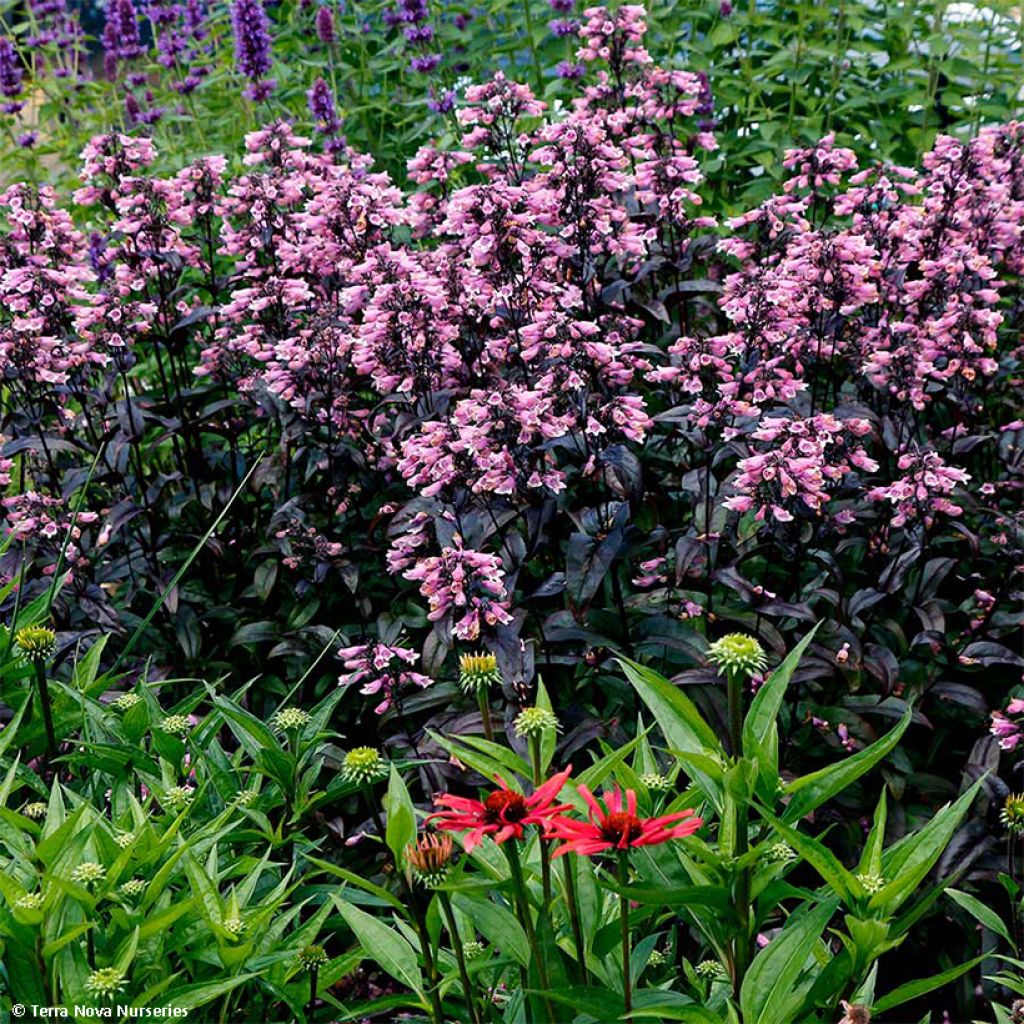 Penstemon digitalis Dakota Burgundy - Fingerhutförmiger Bartfaden