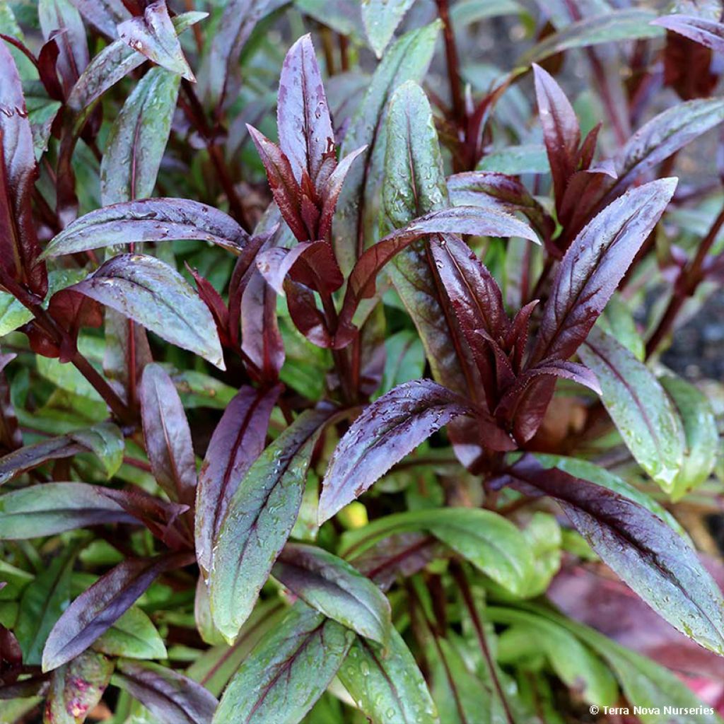 Penstemon digitalis Dakota Burgundy (Dakota Series) - Galane