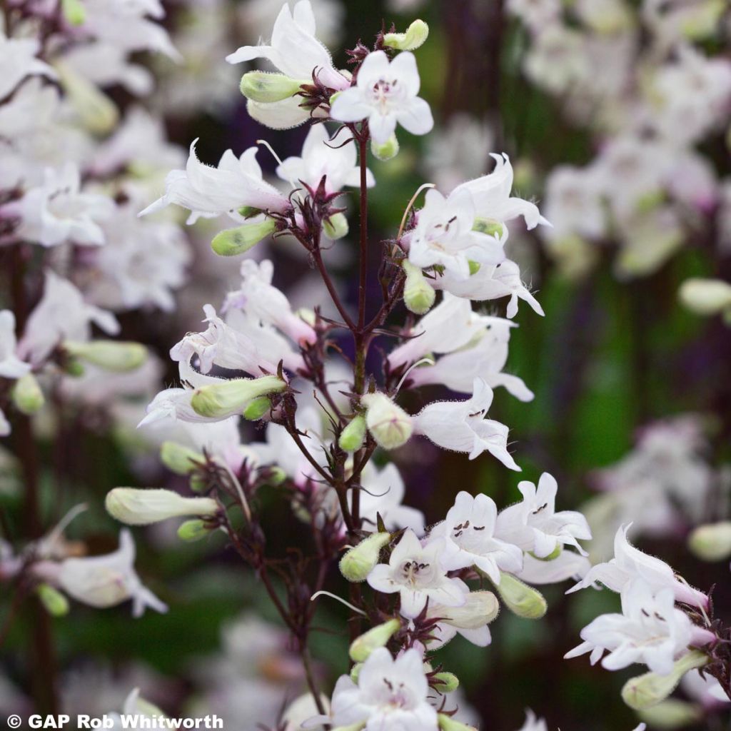 Penstemon digitalis Husker Red - Fingerhutförmiger Bartfaden