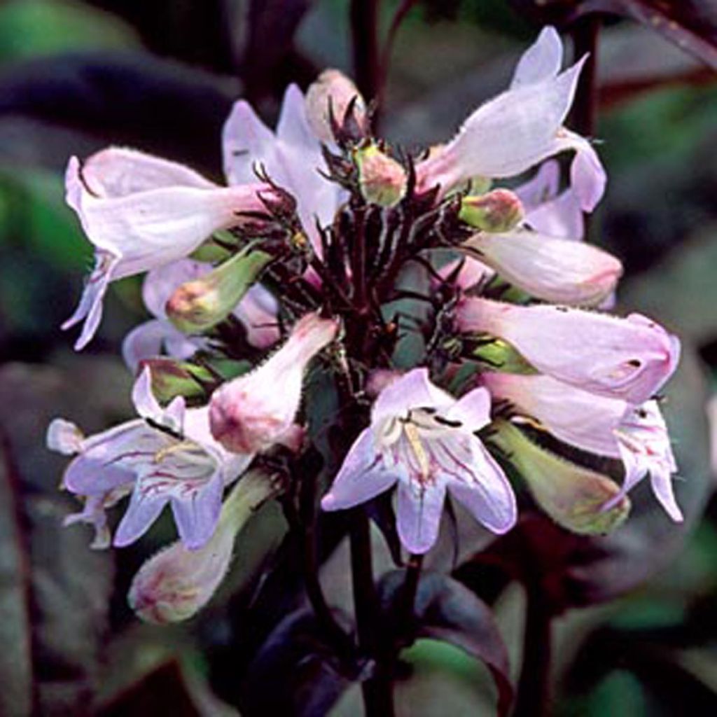 Penstemon digitalis Husker Red - Fingerhutförmiger Bartfaden