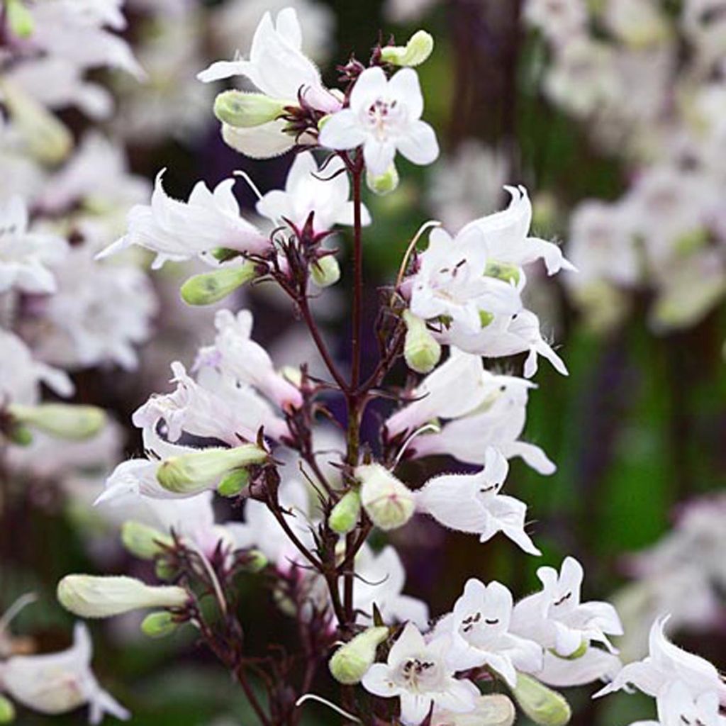 Penstemon digitalis Husker Red - Fingerhutförmiger Bartfaden