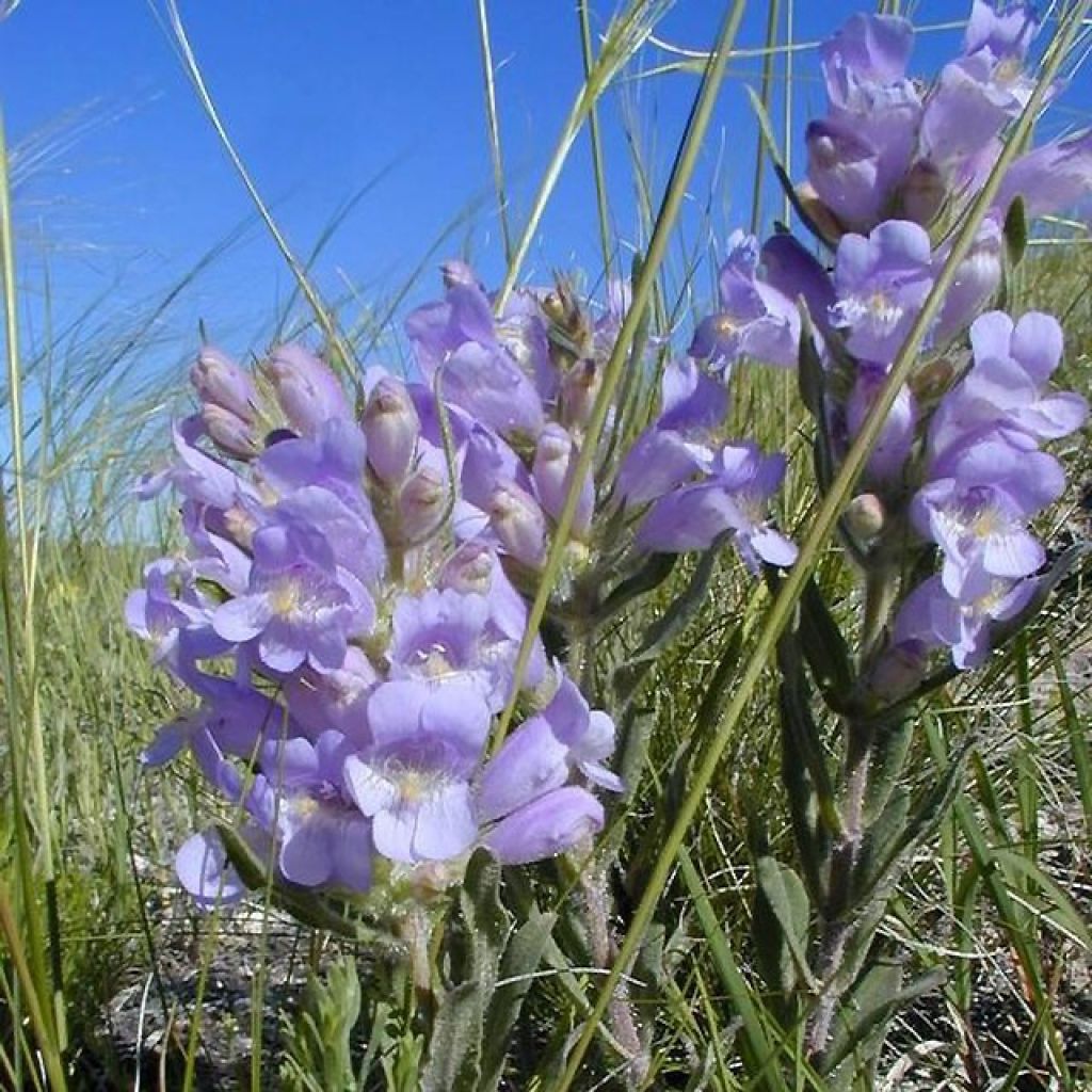 Penstemon glaber - Bartfaden