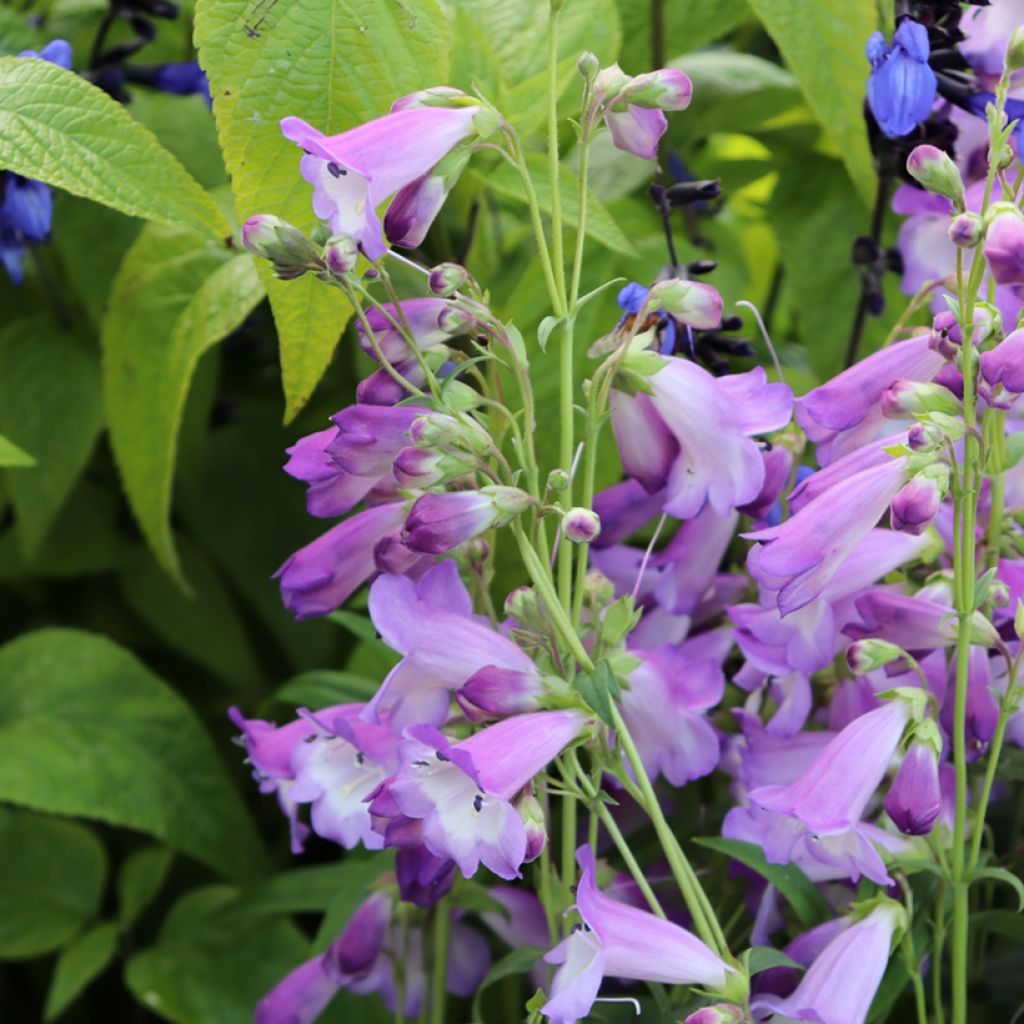 Penstemon Alice Hindley - Bartfaden