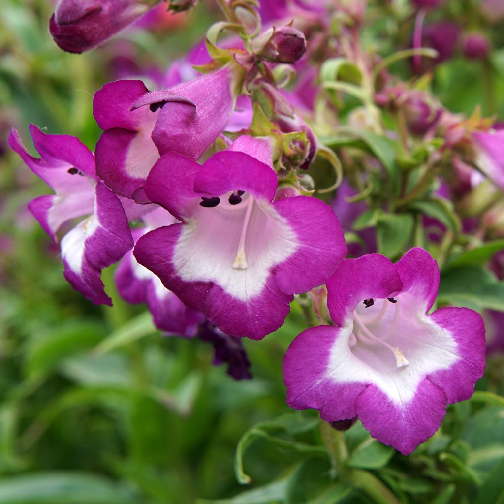 Penstemon Countess of Dalkeith - Bartfaden