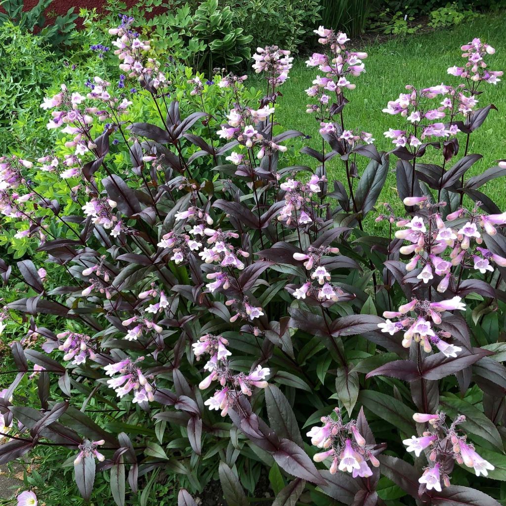 Penstemon digitalis Dark Towers - Fingerhutförmiger Bartfaden