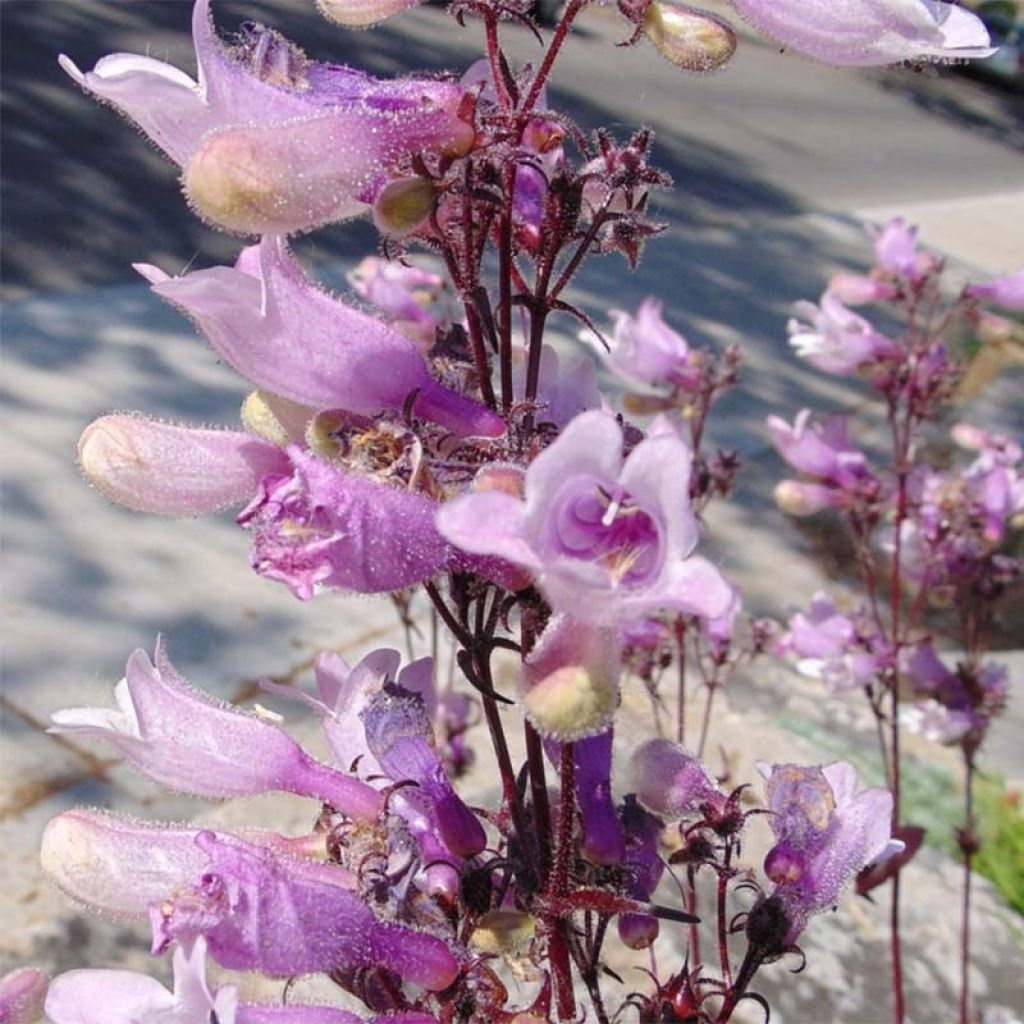 Penstemon digitalis Dark Towers - Fingerhutförmiger Bartfaden