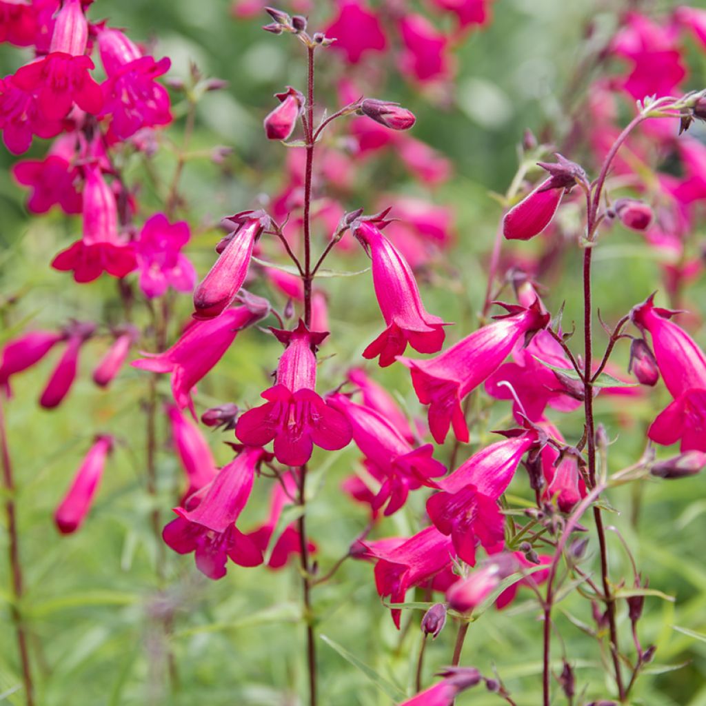 Penstemon Garnet - Bartfaden