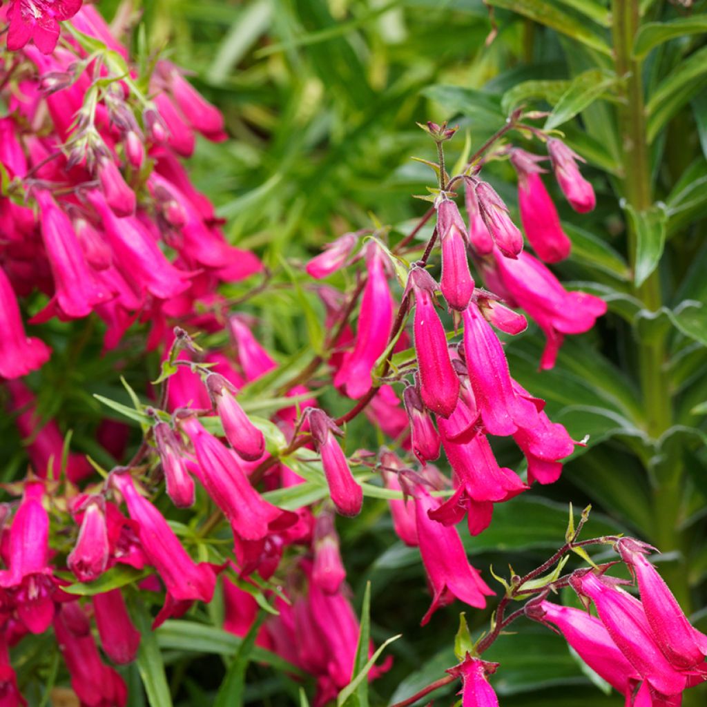 Penstemon Garnet - Bartfaden