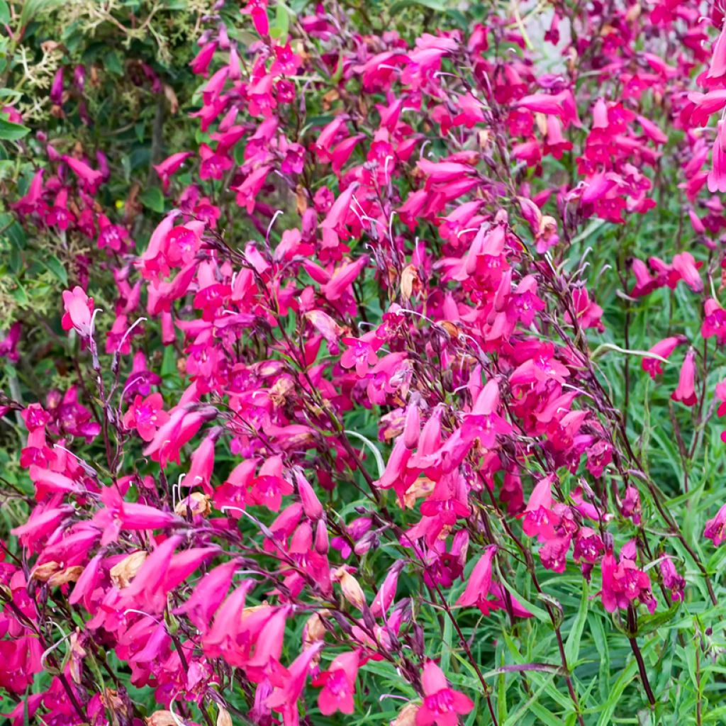 Penstemon Garnet - Bartfaden