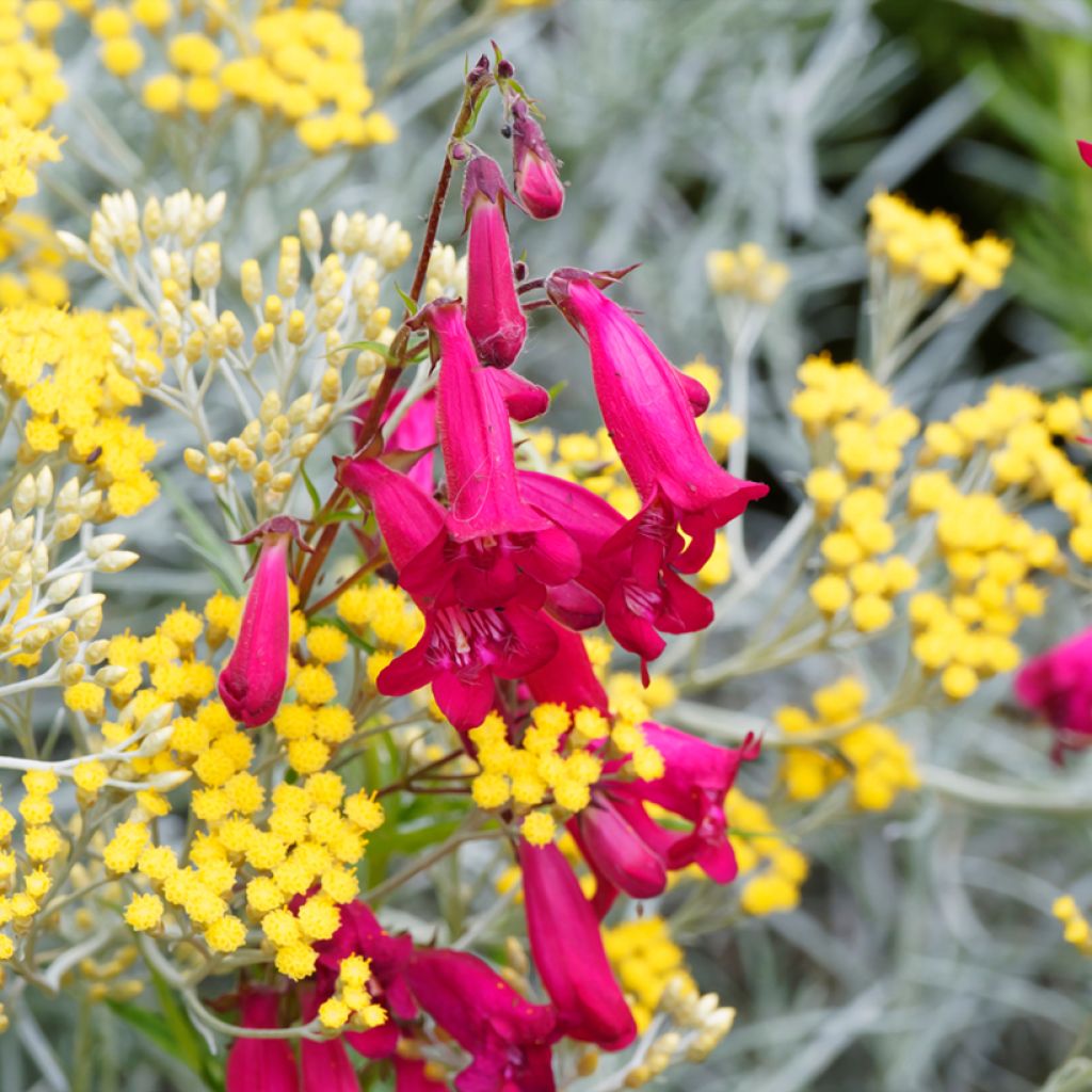 Penstemon Garnet - Bartfaden