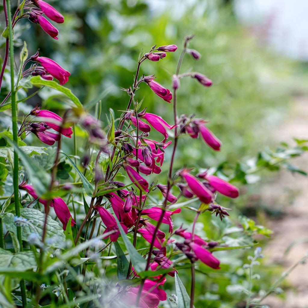 Penstemon Garnet - Bartfaden