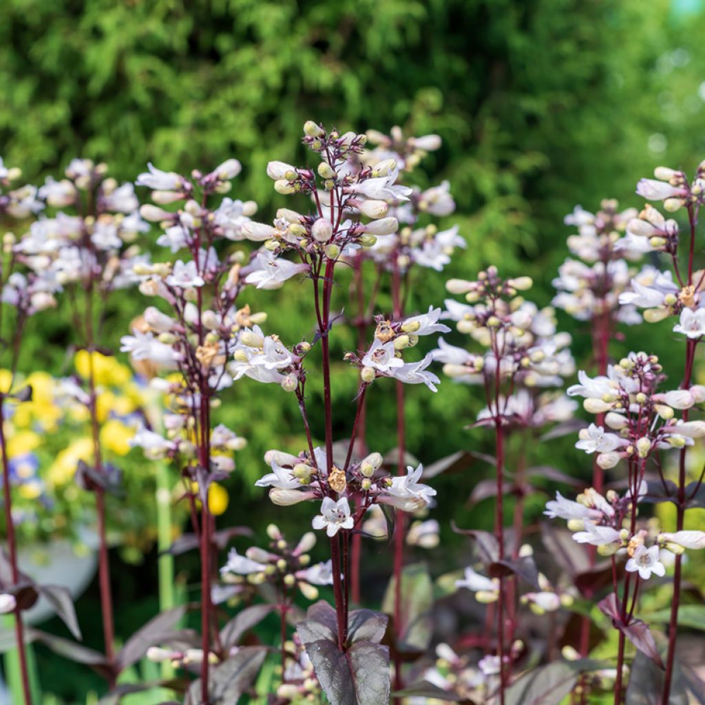 Penstemon digitalis Husker Red - Fingerhutförmiger Bartfaden