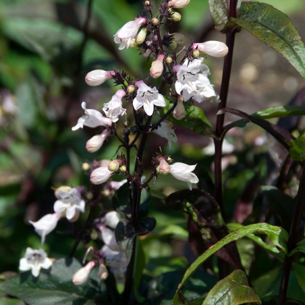 Penstemon digitalis Husker Red - Fingerhutförmiger Bartfaden