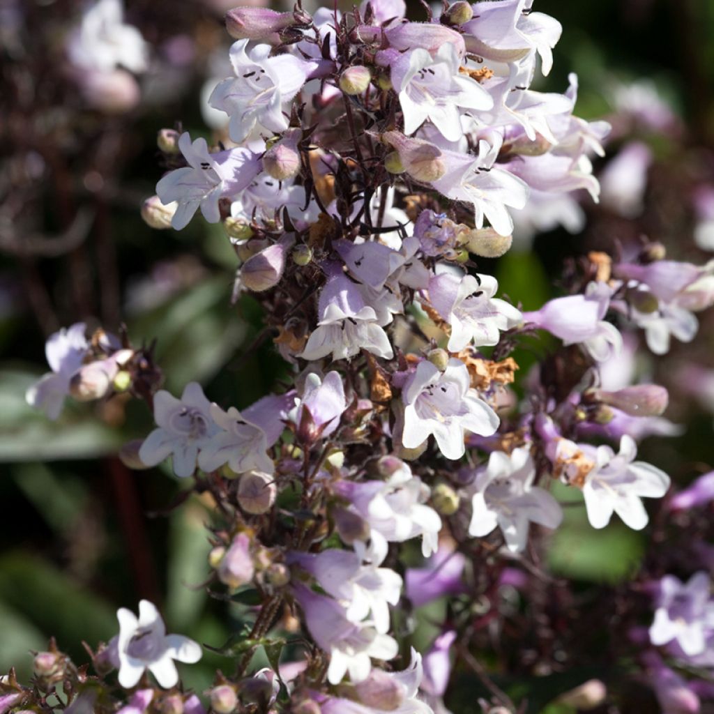 Penstemon digitalis Husker Red - Fingerhutförmiger Bartfaden