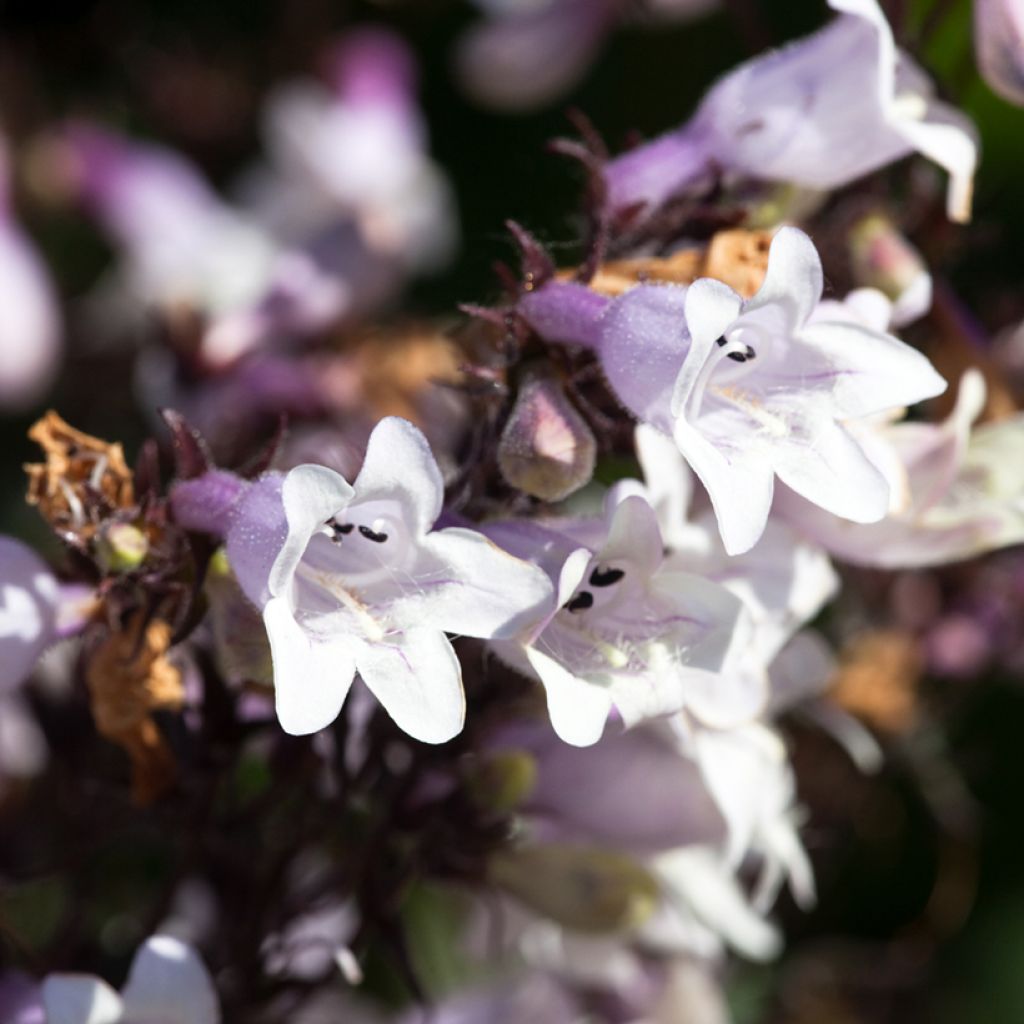 Penstemon digitalis Husker Red - Fingerhutförmiger Bartfaden