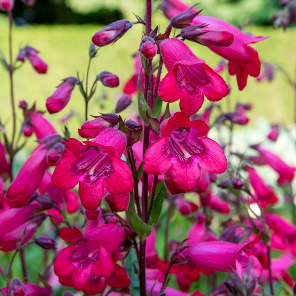 Penstemon Schoenholzeri - Bartfaden