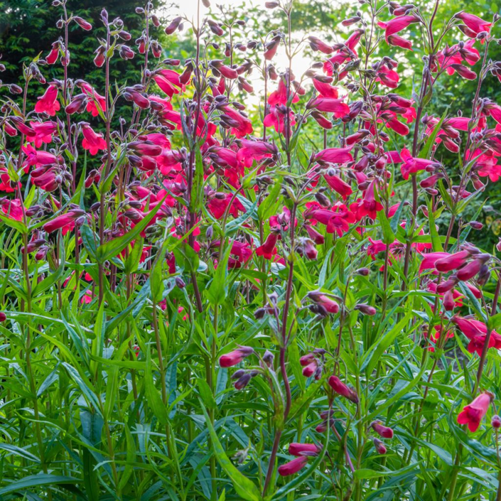 Penstemon Schoenholzeri - Bartfaden