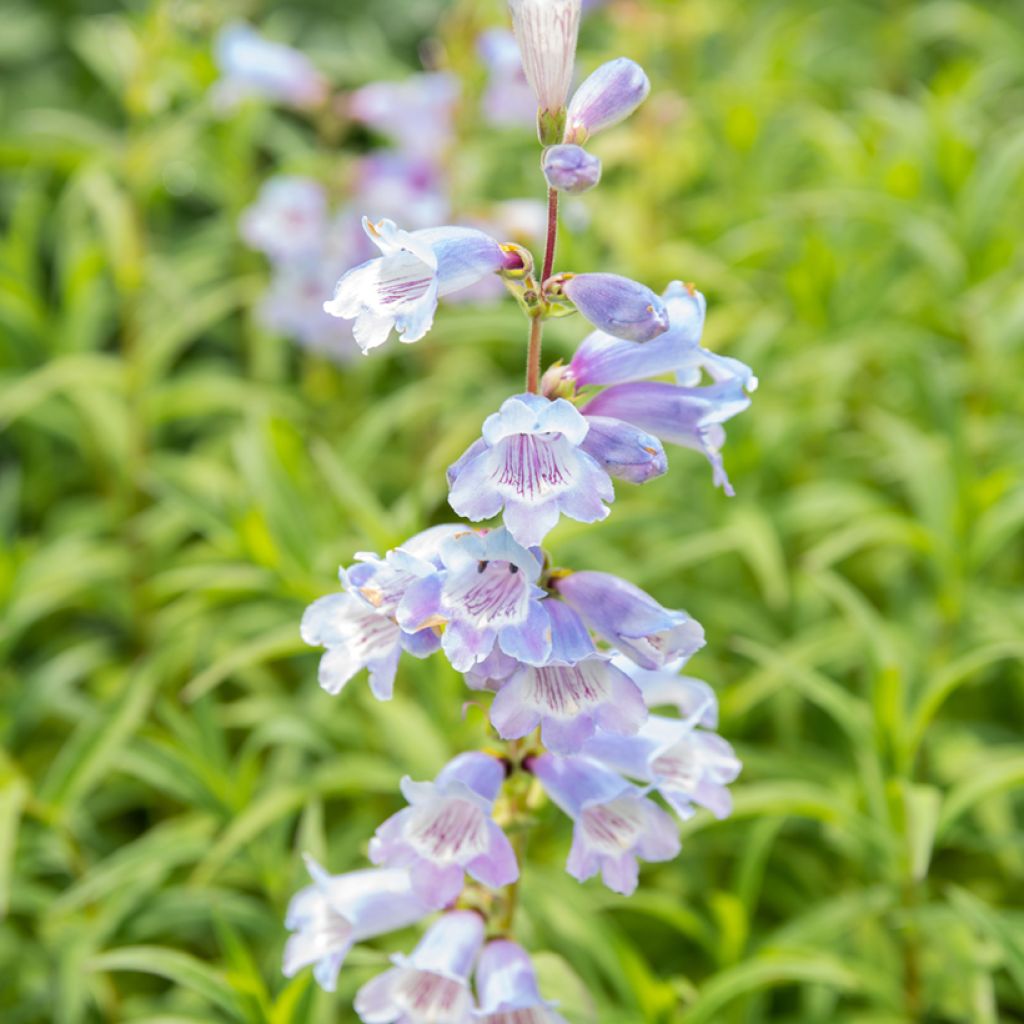 Penstemon Sour Grapes - Bartfaden