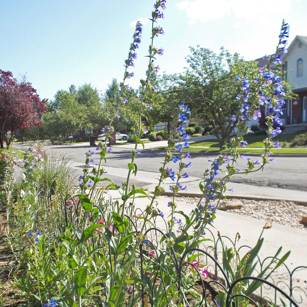 Penstemon mensarum - Bartfaden