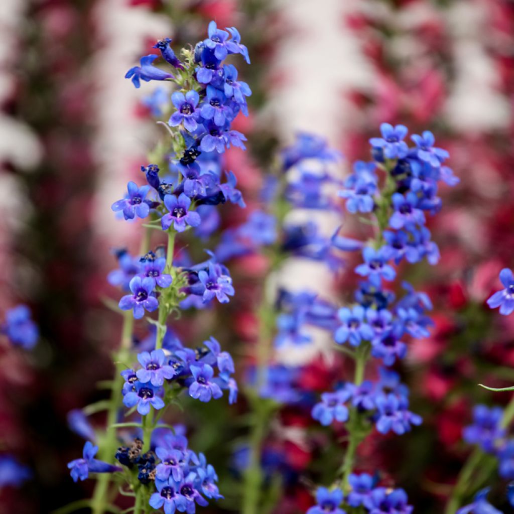 Penstemon mensarum - Bartfaden