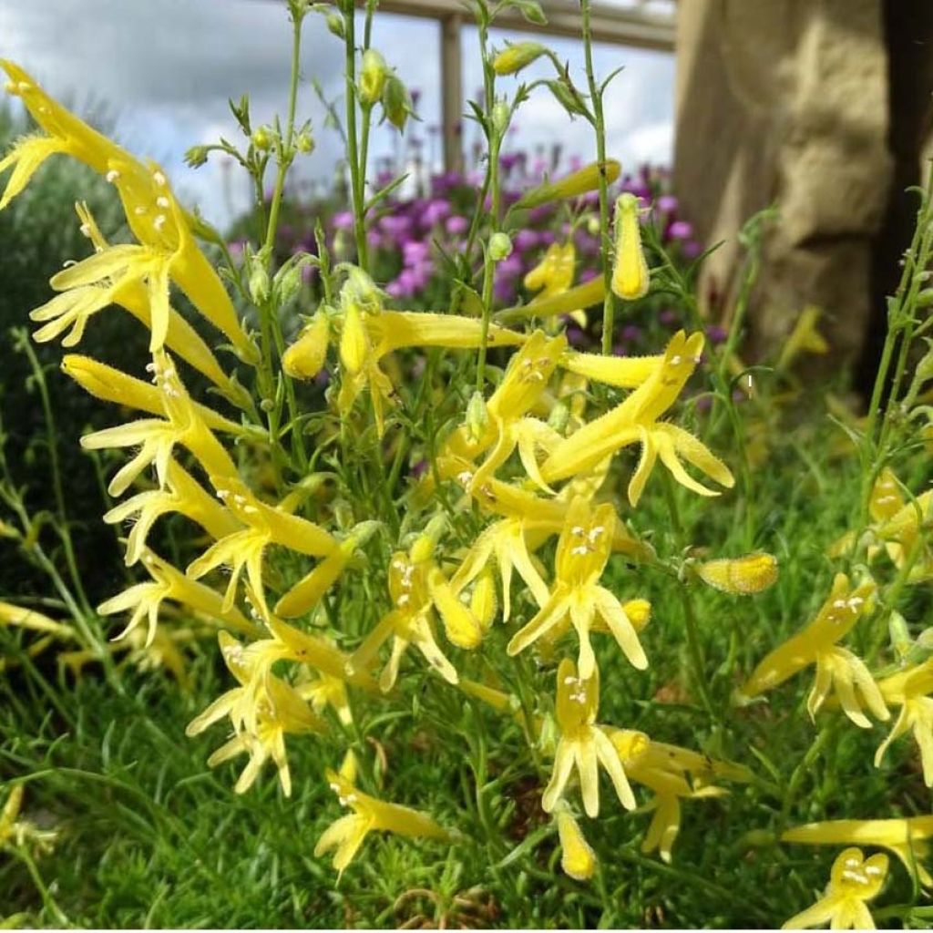 Penstemon pinifolius Mersea Yellow - Bartfaden