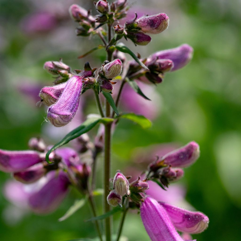 Penstemon smallii - Bartfaden