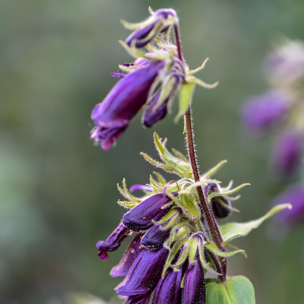 Penstemon strictus - Bartfaden