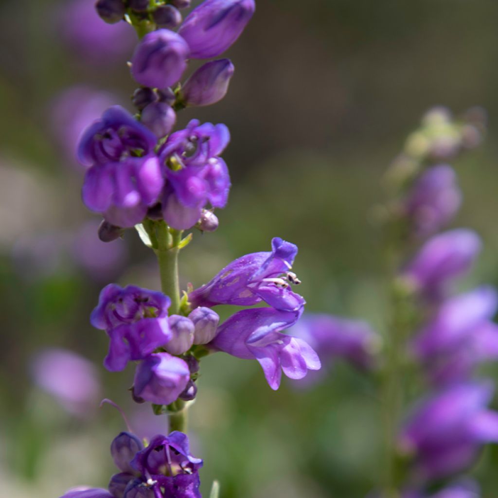 Penstemon strictus - Bartfaden