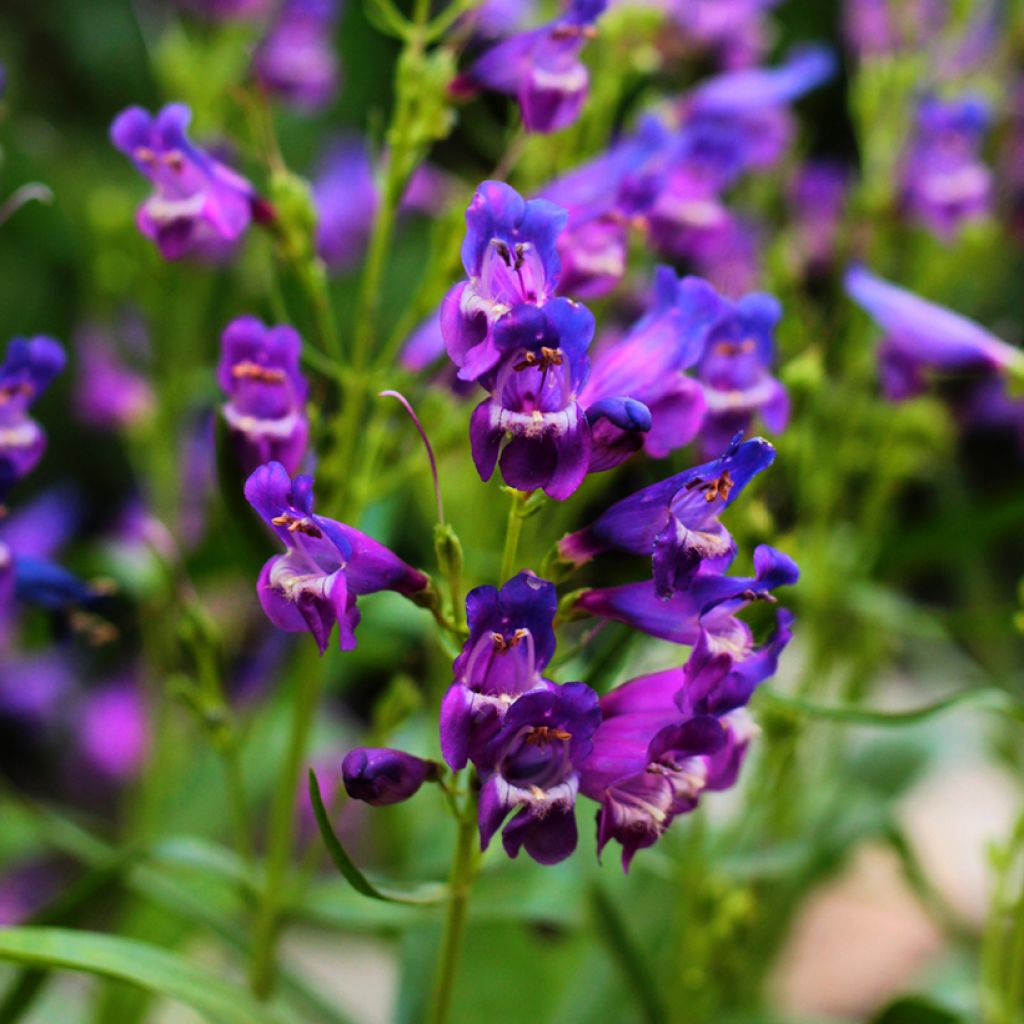 Penstemon strictus - Bartfaden