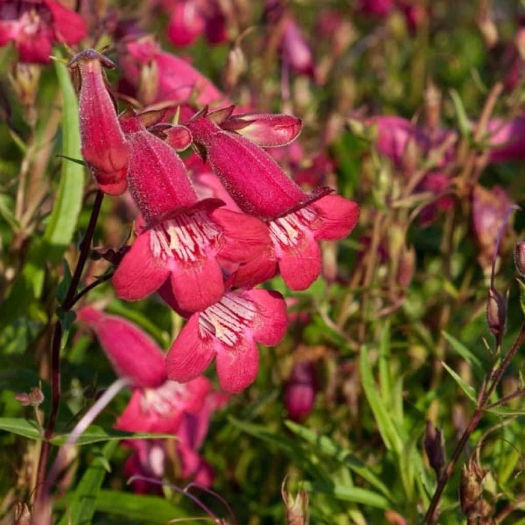 Penstemon Garnet - Bartfaden