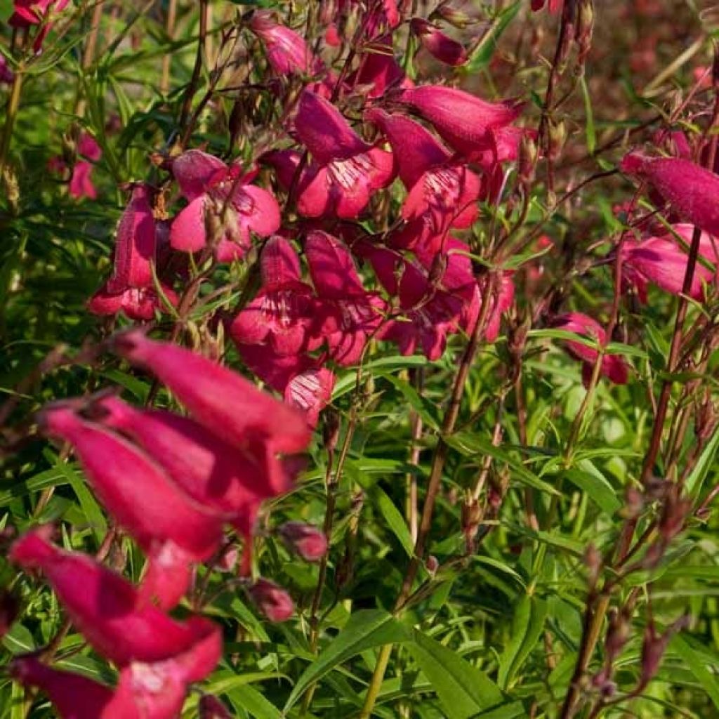 Penstemon Garnet - Bartfaden