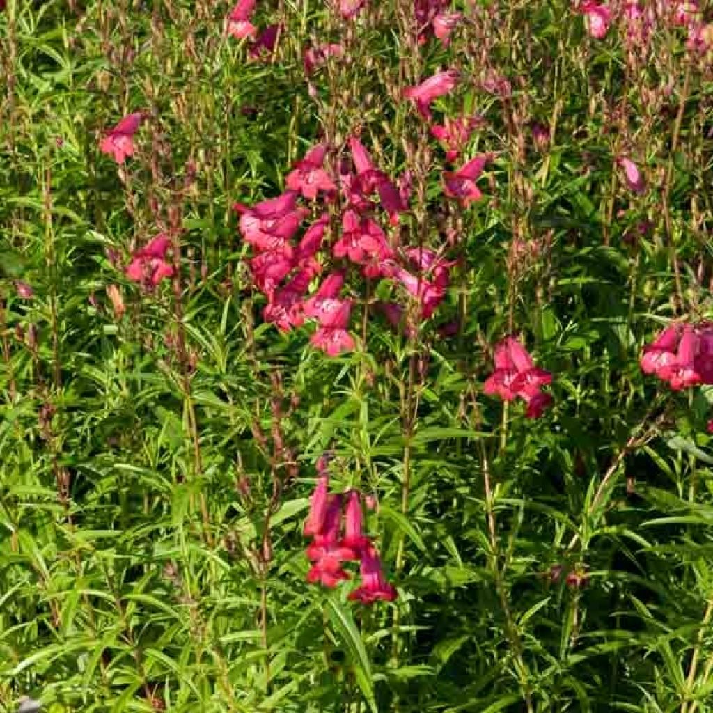 Penstemon Garnet - Bartfaden