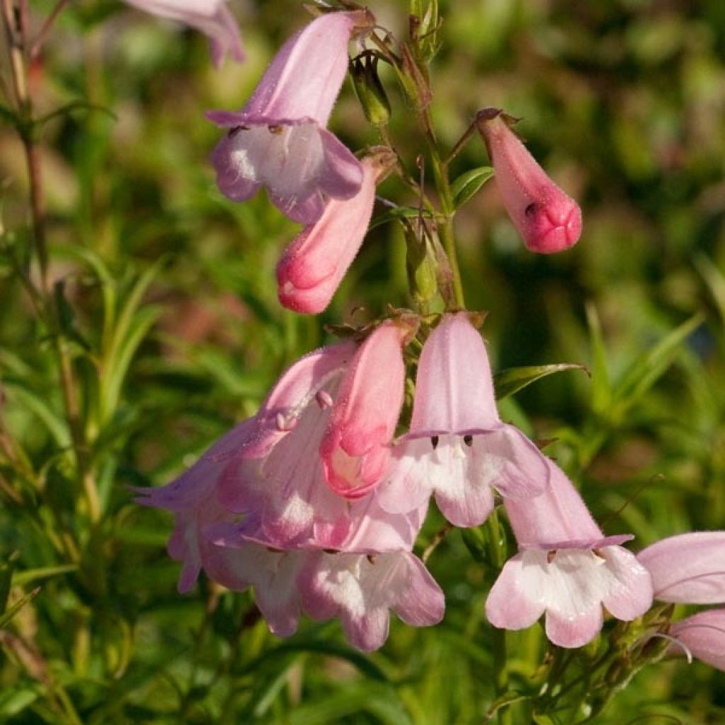 Penstemon Apple Blossom - Bartfaden