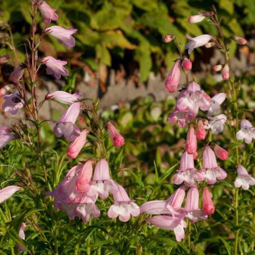 Penstemon Apple Blossom - Bartfaden