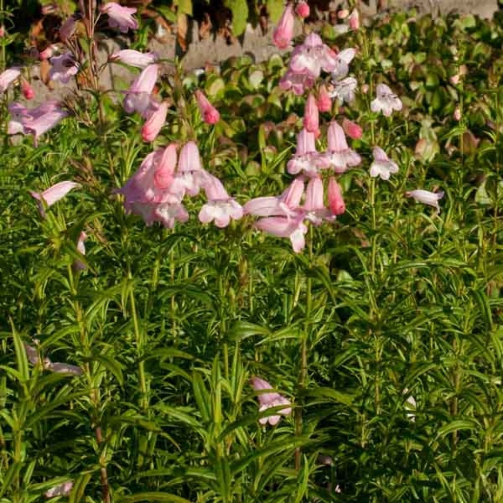 Penstemon Apple Blossom - Bartfaden