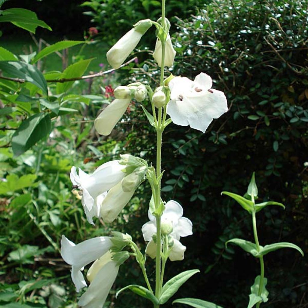 Penstemon White Bedder - Bartfaden