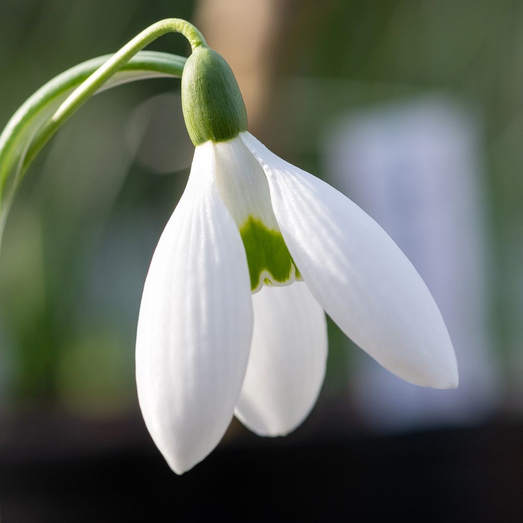 Galanthus elwesii - Großblütiges Schneeglöckchen