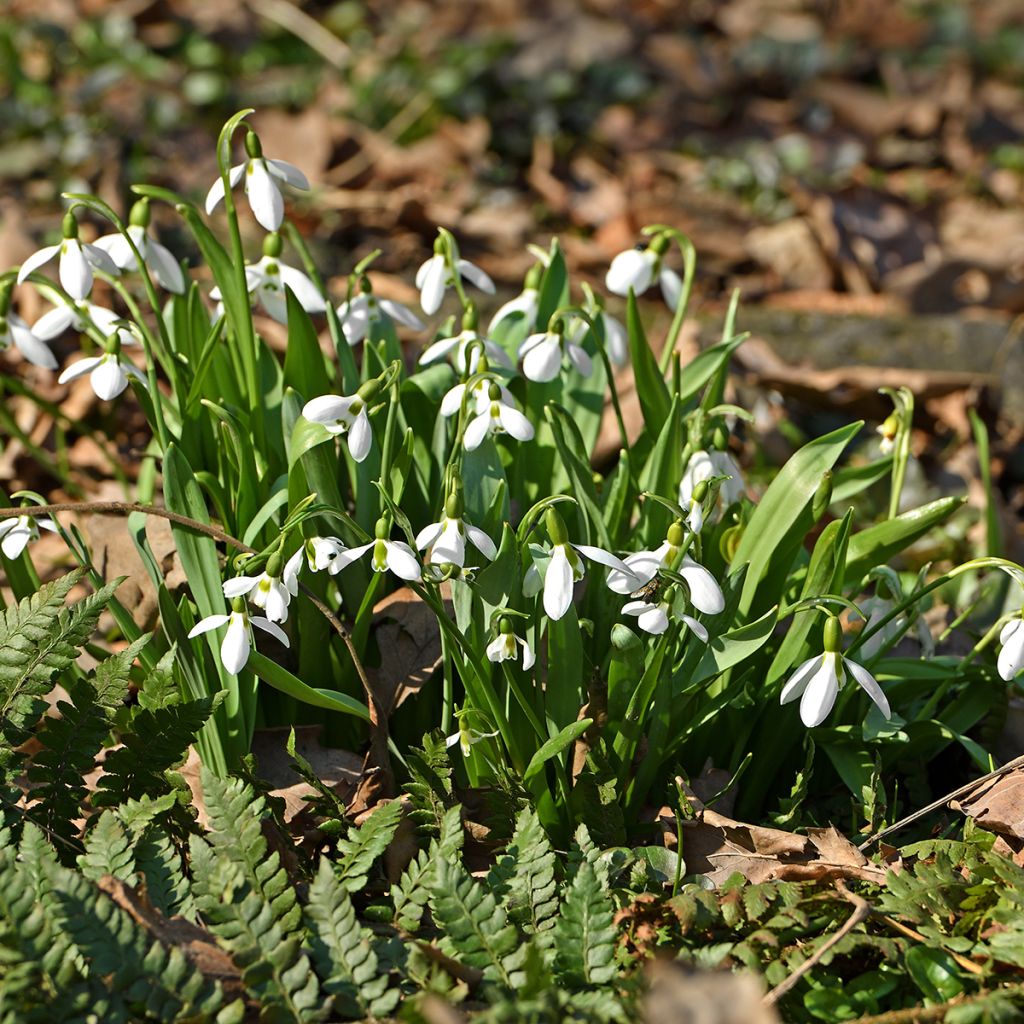 Perce-neige - Galanthus elwesii